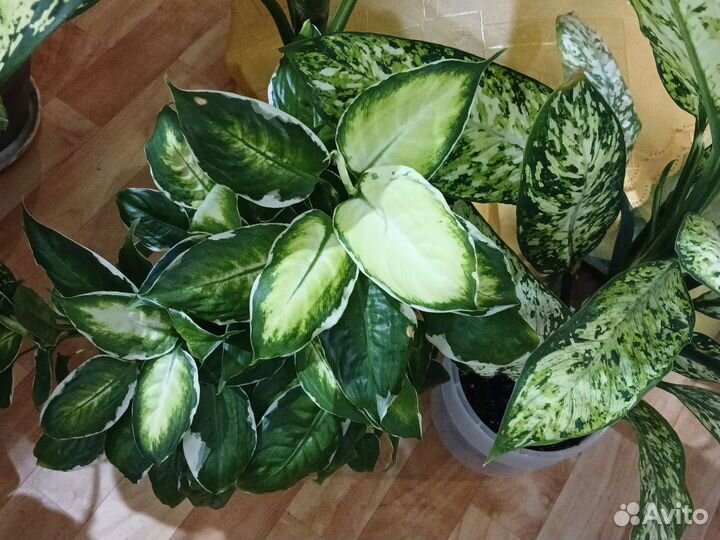 Диффенбахия