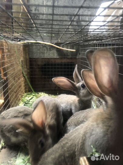Кролики фландер крупные 2 мес