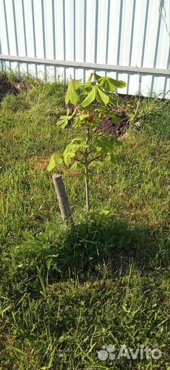 Саженцы каштана