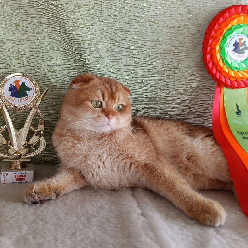 Рунет қыздарының түлкі балапандары бар жеке порно видеолары