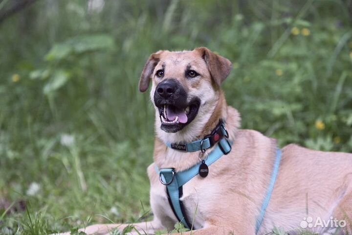 Щенок подросток Бара ищет дом (метис)
