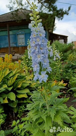 Дельфиниум (рассада) цветы садовые