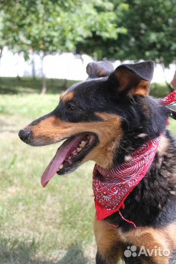 Пес Чарли из приюта хочет найти семью