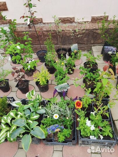 Декоративные кустарники