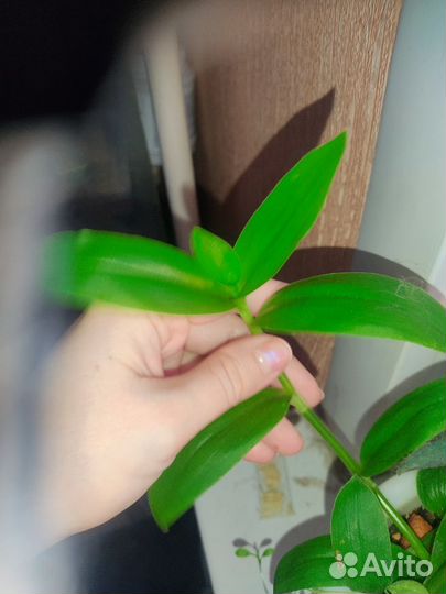 Комнатные растения