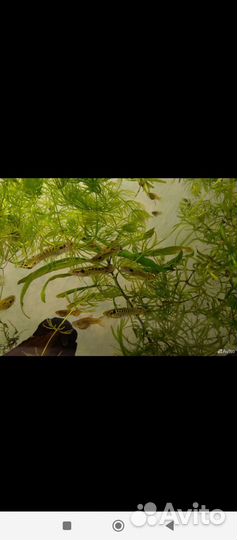 Рыбки гуппи