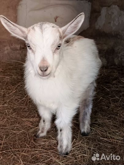 Продается козлик
