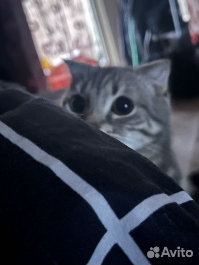 Шотландский кот