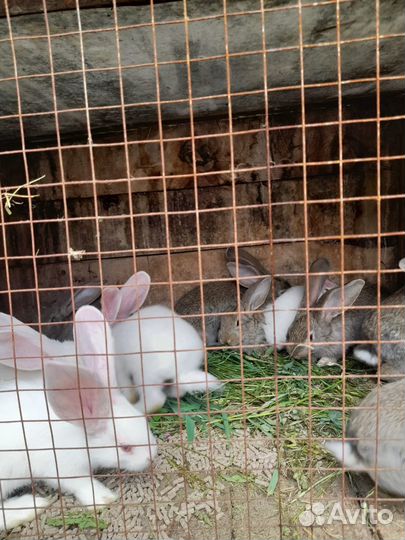 Продам кроликов