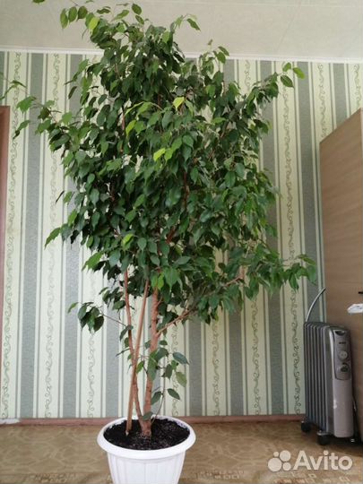 Фикус бенджамина большой