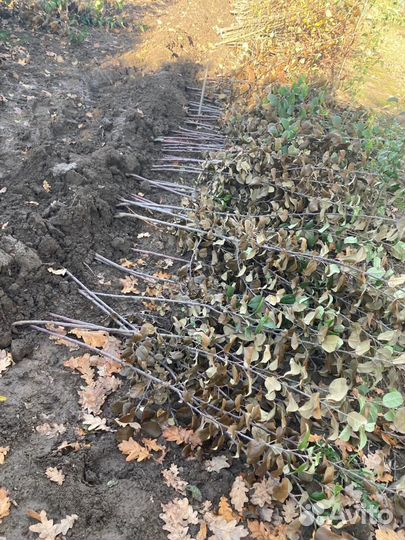 Саженцы яблони 2-3 летки