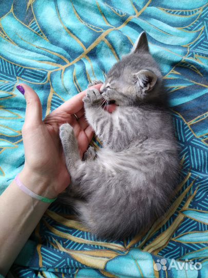 Котенок пепельного окраса