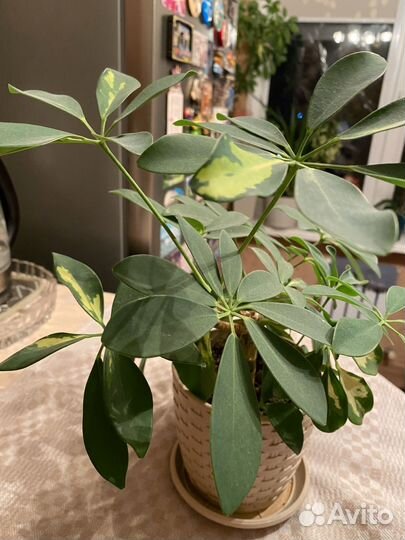 Шефлера вареагатная