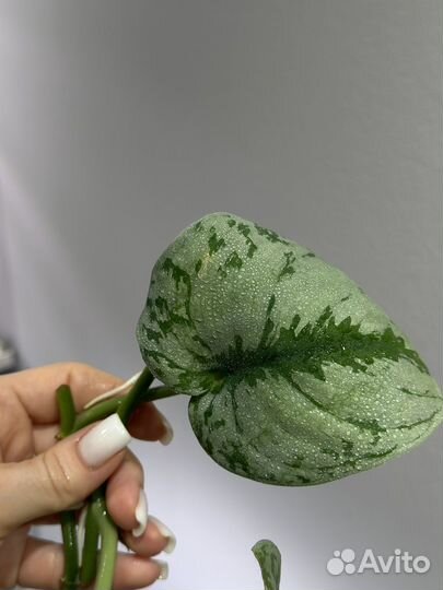 Сциндапсус, филодендрон, монстера альба