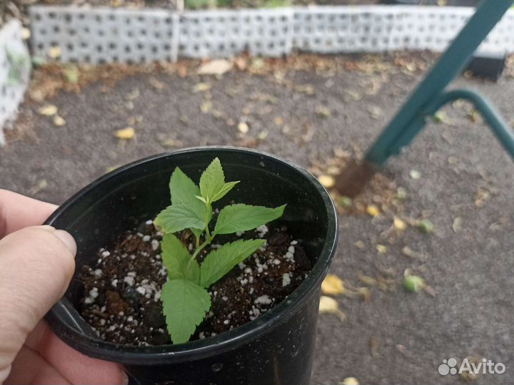 Спирея голден принцесс