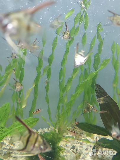 Аквариумные растения