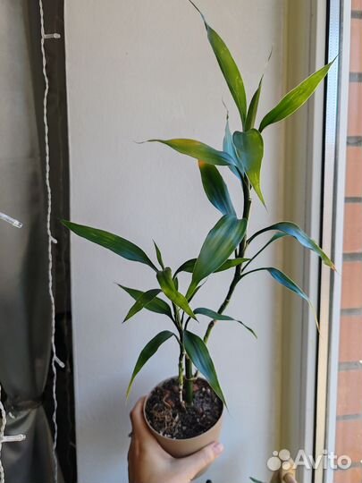 Комнатные растения цветы