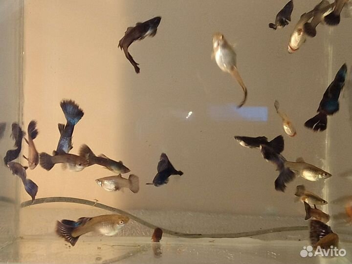 Аквариумные рыбки