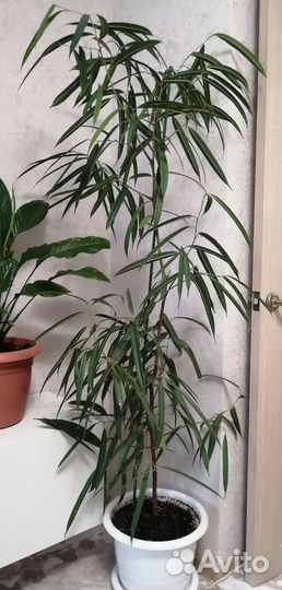 Сортовые фикусы, герань пеларгония, каланхоэ