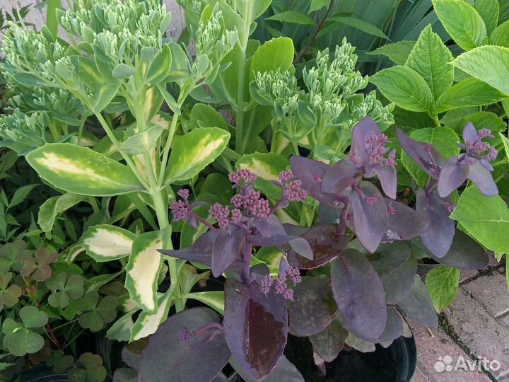 Гейхеры,лилейники,седум,физостегия