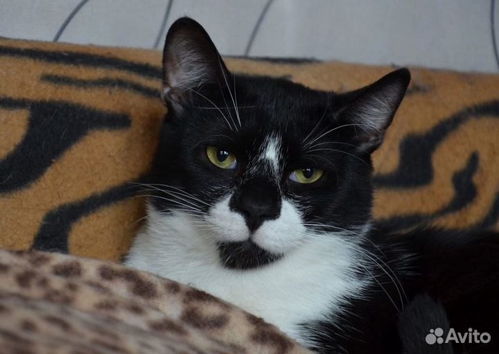 Ласковый преданный кот Руми 2 года ищет дом
