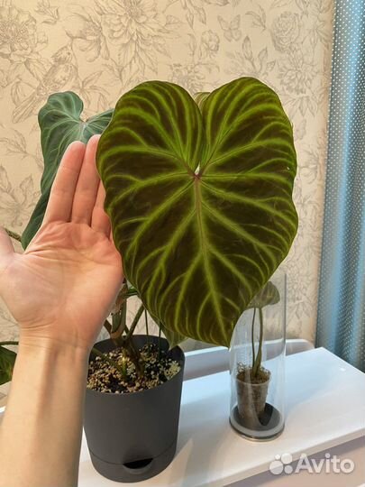 Филодендроны: веррукозум, розовая принцесса