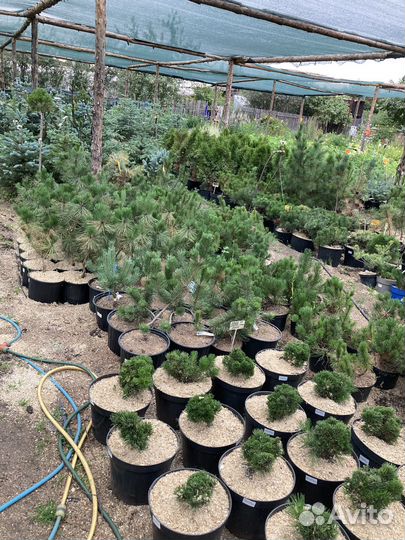 Саженцы сосны горной