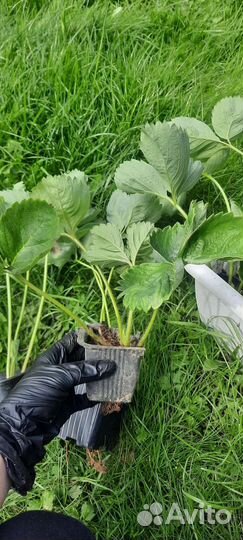 Клубника, саженцы