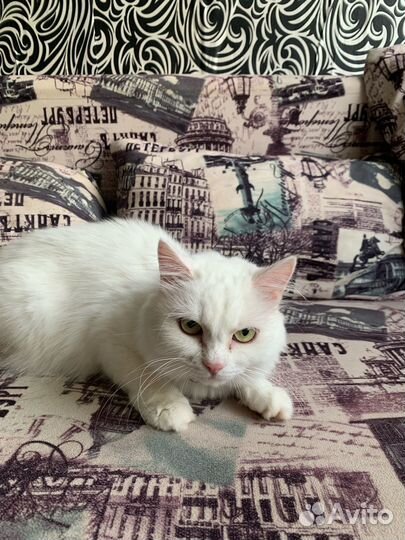 Отдаю кошек + весь инвентарь