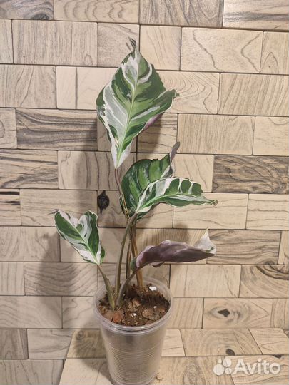 Калатея white fusion