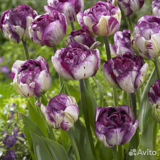 Луковицы тюльпанов кустовых