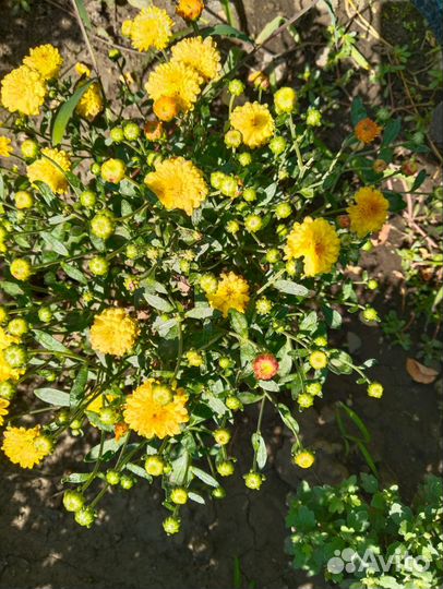 Хризантема мультифлора