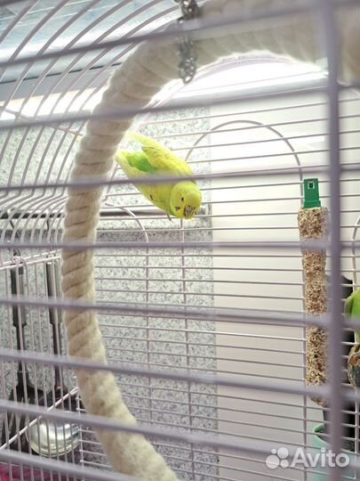 Птенцы волнистый попугай ручные