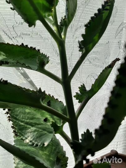 Каланхоэ лечебное