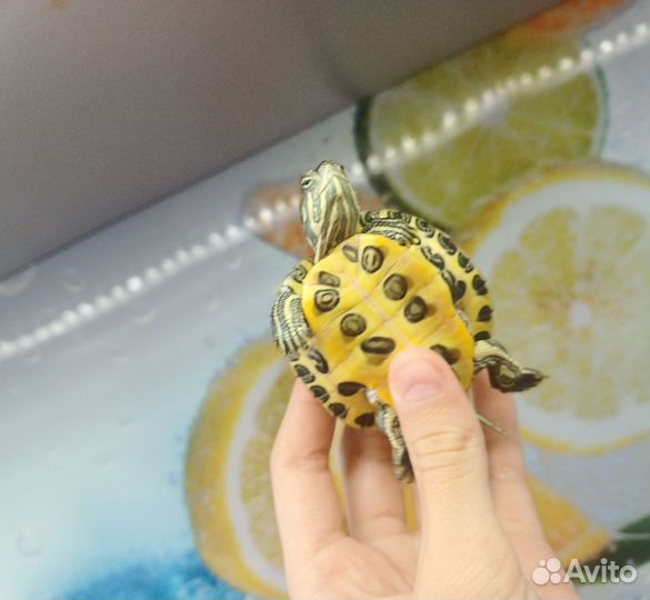 Красноухая черепаха мальчик и девочка