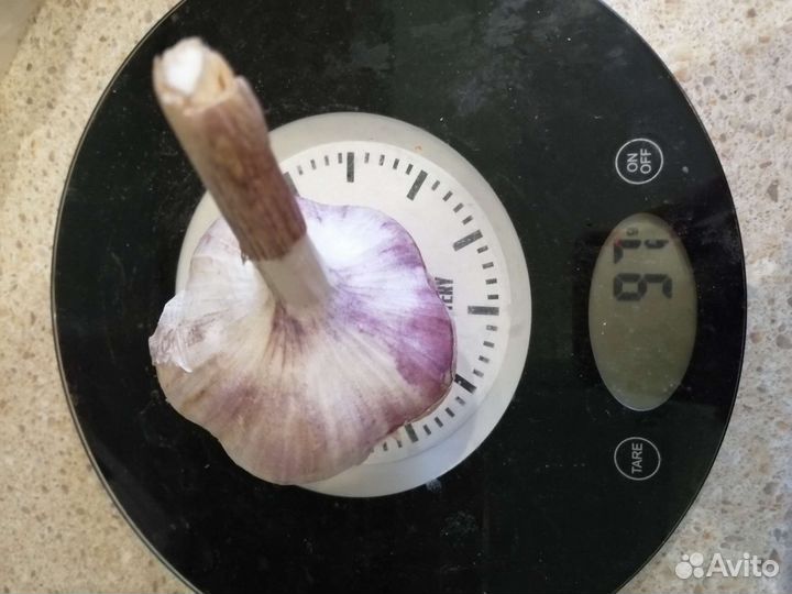 Чеснок крупный