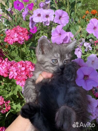 Британские котята