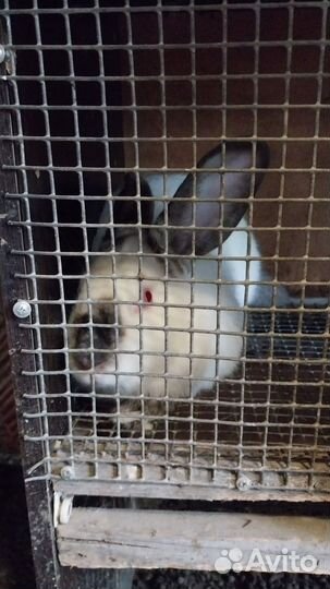 Продам кроликов