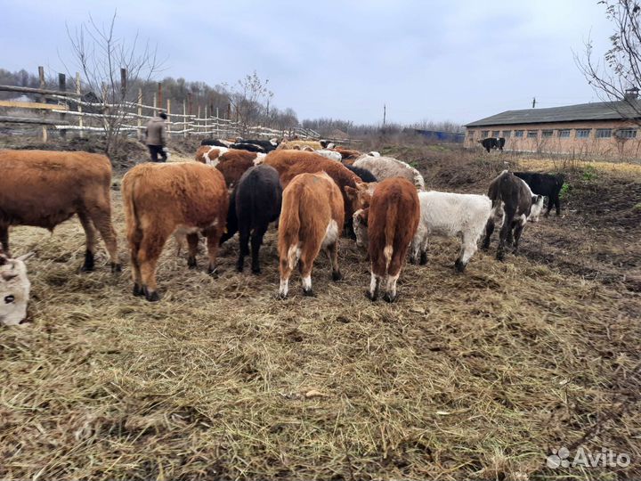 Тёлки бычки абердины герифорды с документами