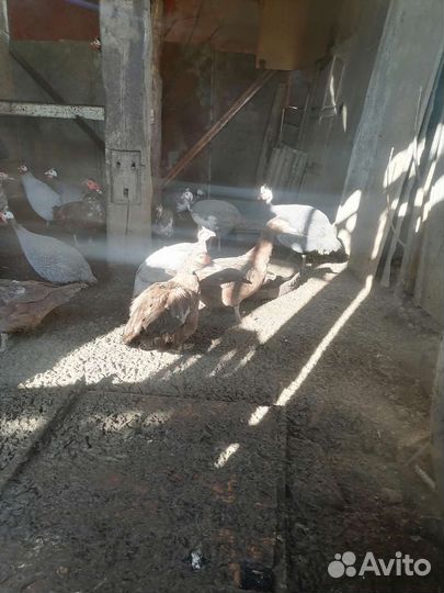 Цыцарки и утки