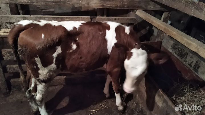 Теленок сименталка 4 месяца