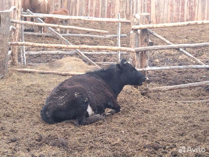 4 Телки и бык (оптом)