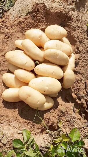Продам картофель оптом
