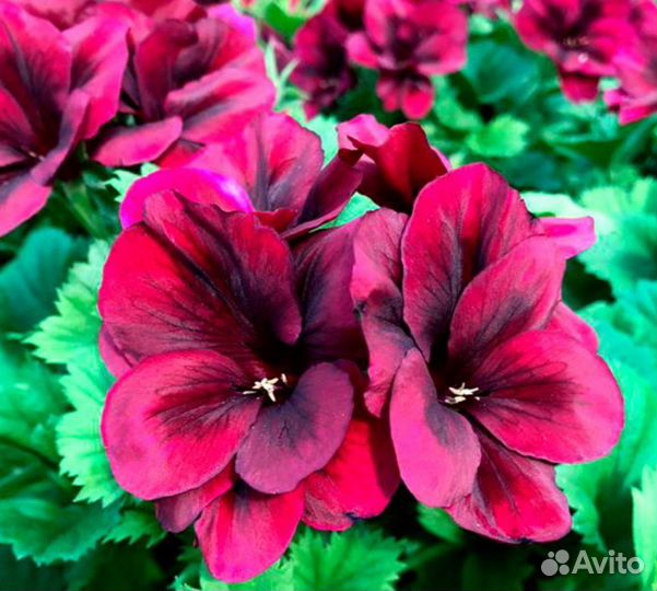 Пеларгония королевская герань сортовая