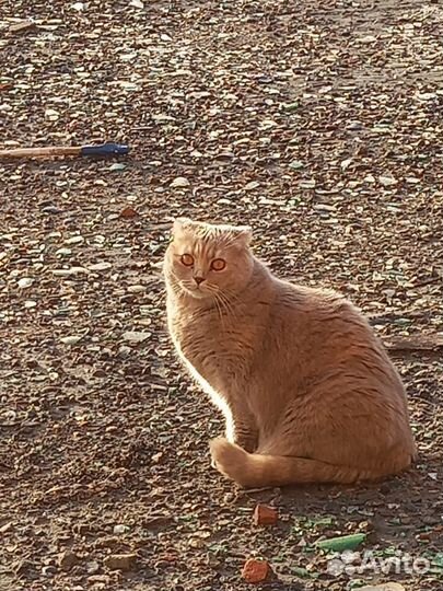 Отдам кошку