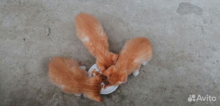 Котята рыжие