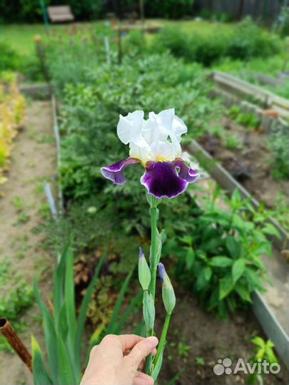 Ирис