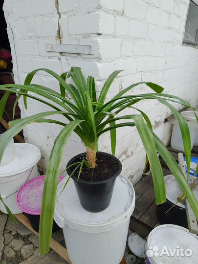 Пальма панданус