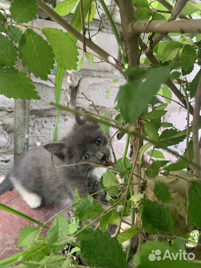 Отдам в добрые руки