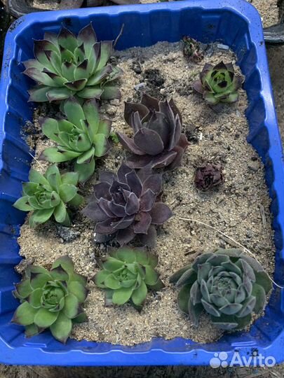 Молодило каменная роза